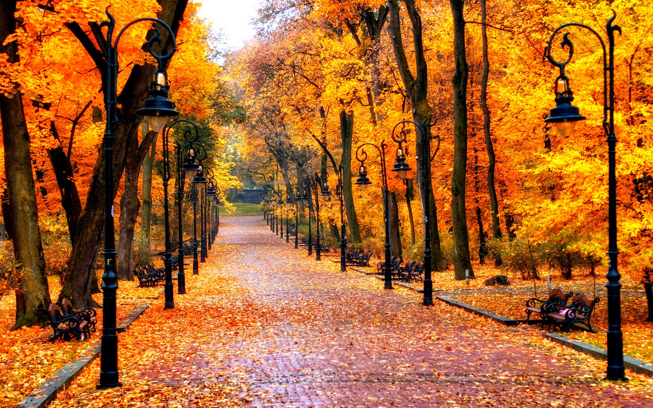 秋の並木道と街灯 スマホの待ち受け画面やpcの壁紙に使える秋の無料画像 Naver まとめ