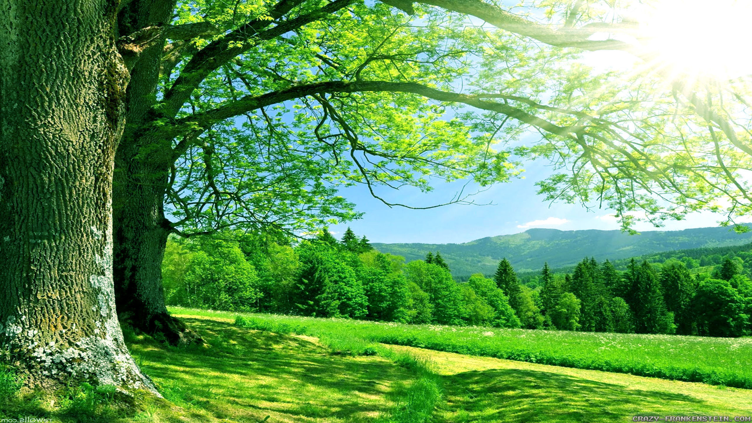 Download Summer Nature Image 2560x1440 Full Hd Wall