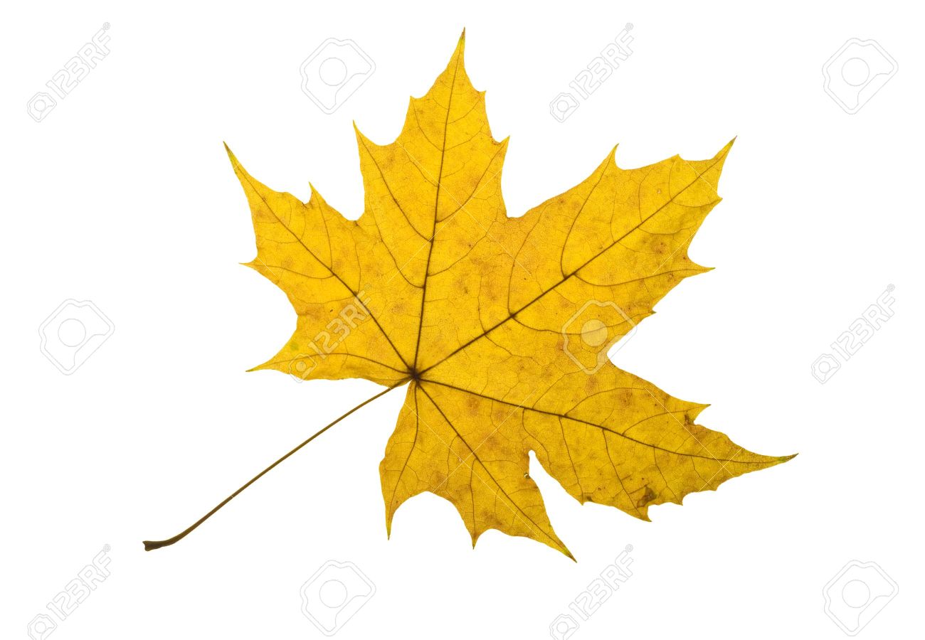 yellow leaf clip art - photo #41