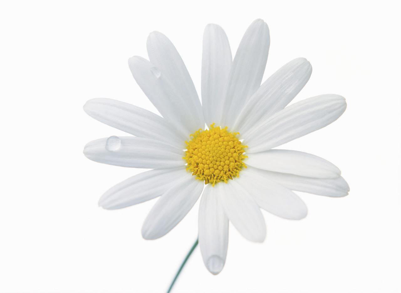 White Flower Wallpaper, Hd White Flower, 1280x937, #3021