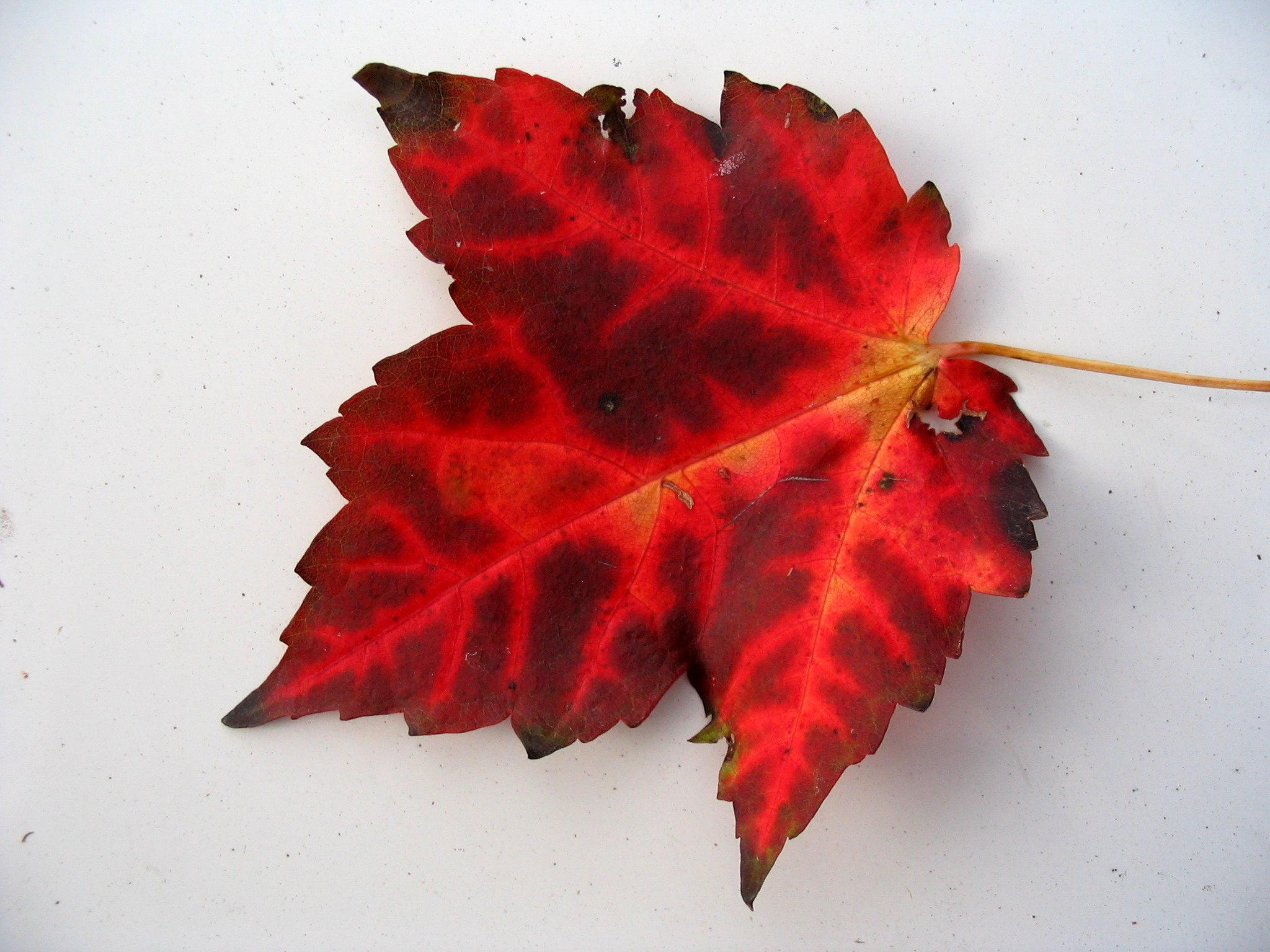 Cool Red Leaf, Red Maple Leaf, 2048x1536, #3436