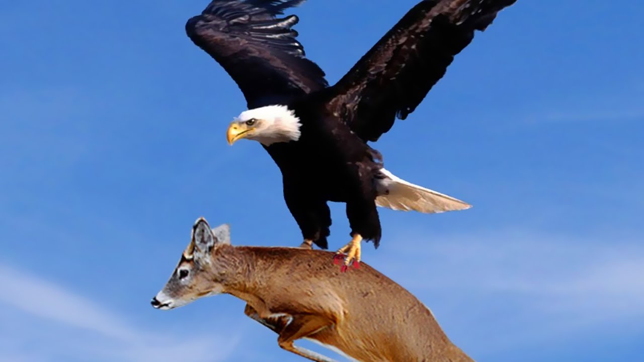Danger-Eagle.jpg