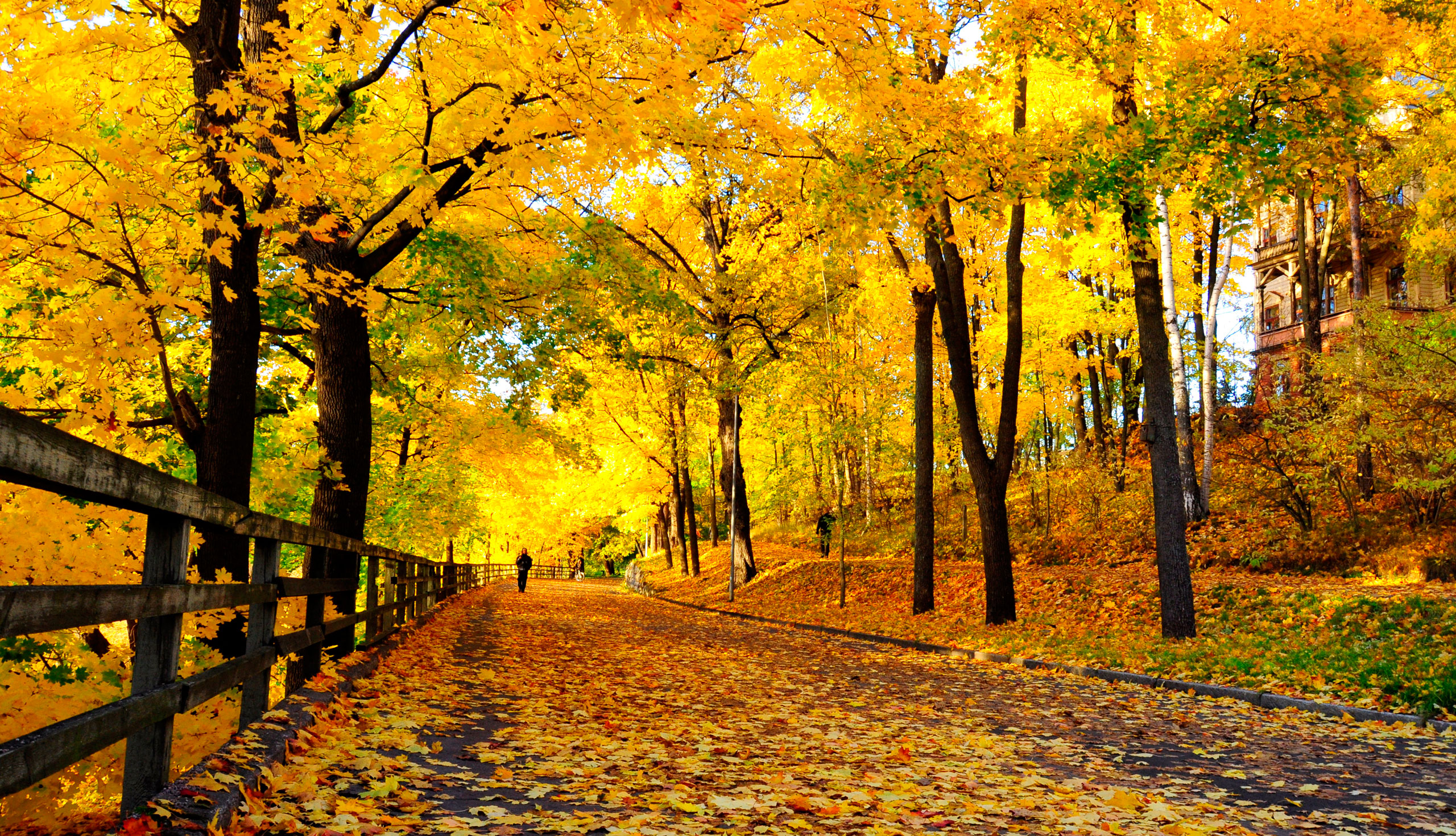 Autumn Wallpapers, Widescreen Autumn, 2560x1471, #7404