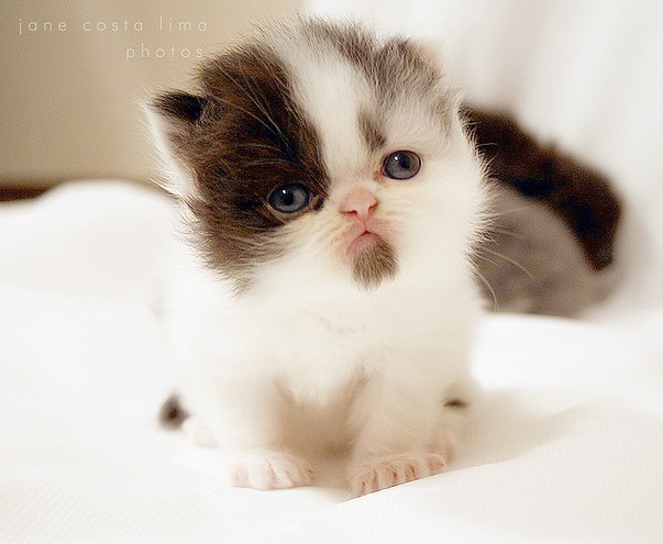 Beautiful Cute Cat Picture