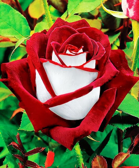 Red and White Rose Picture, Beautiful Red and White Rose, 530x640, #9419