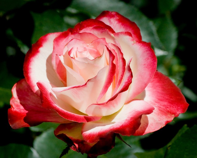 Red and White Rose Image, Free Red and White Rose, 640x512, #9422