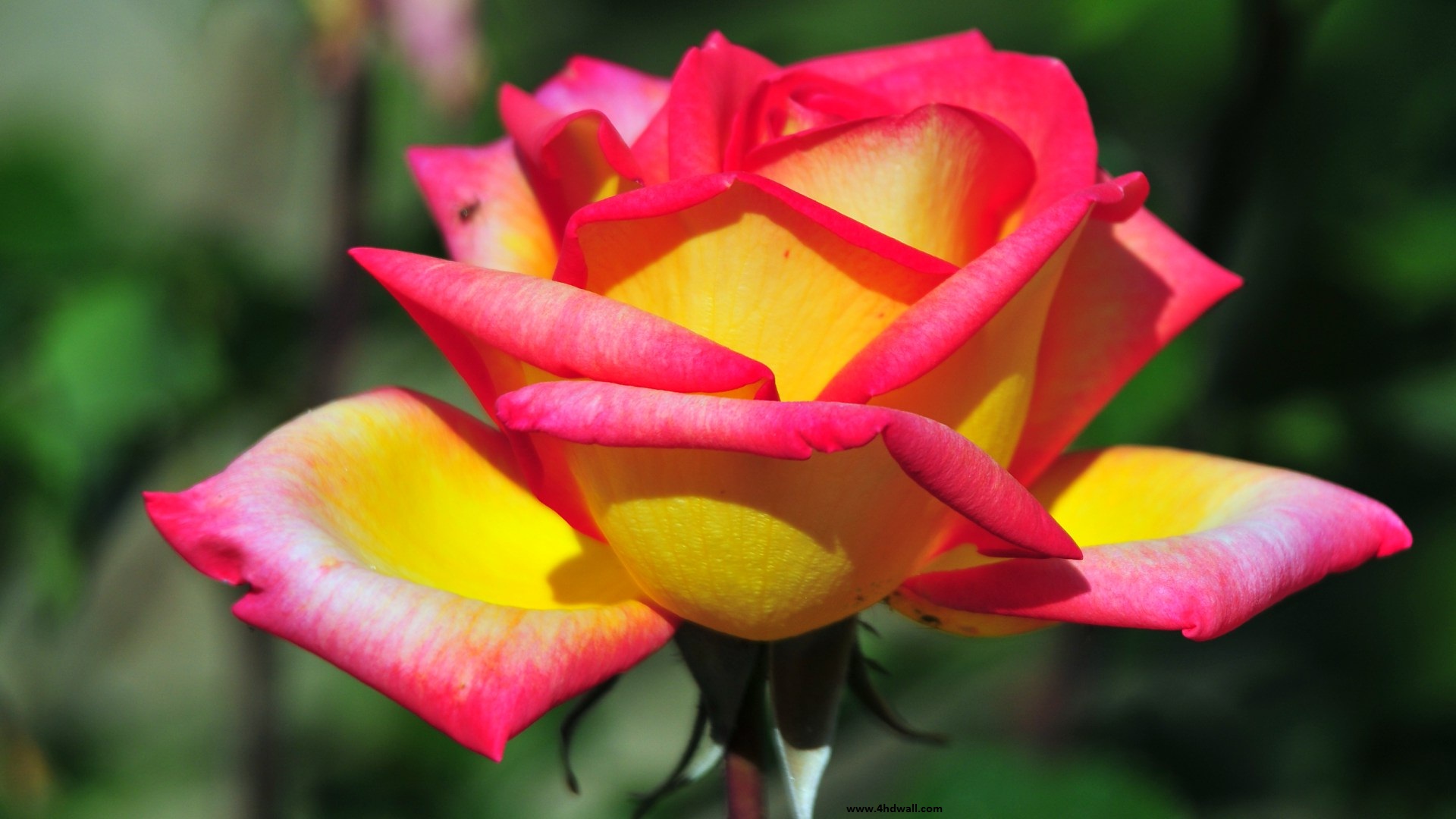 HD Flower, Colorful HD Flower, 1920x1080, 9636