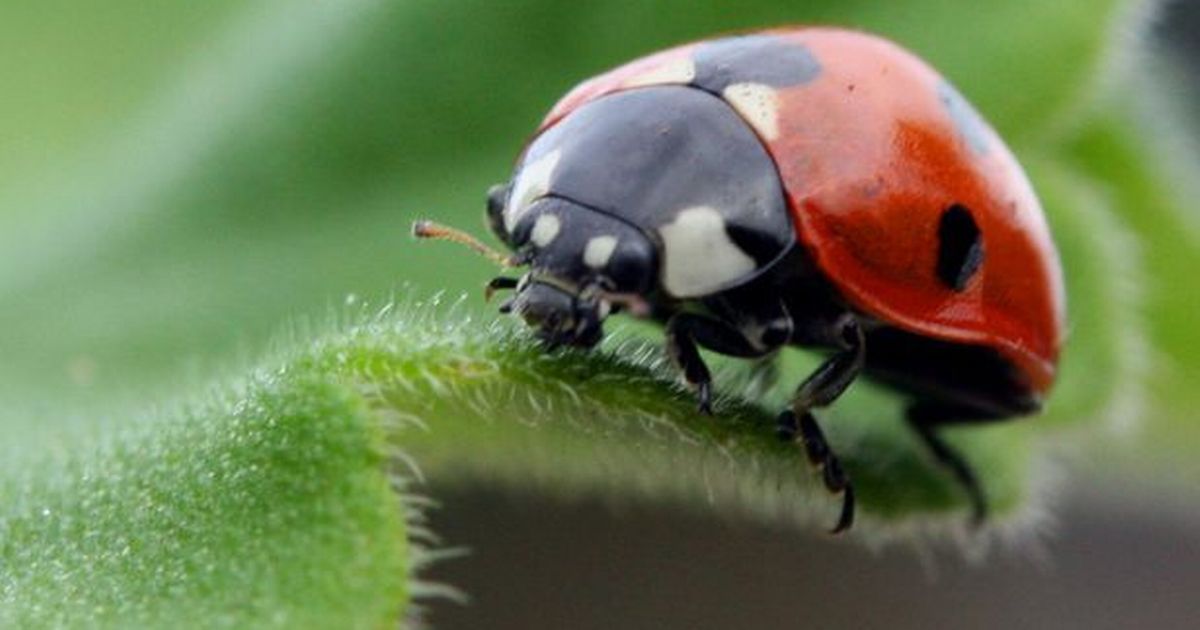 ladybird-beautiful-ladybird-1200x630-12633