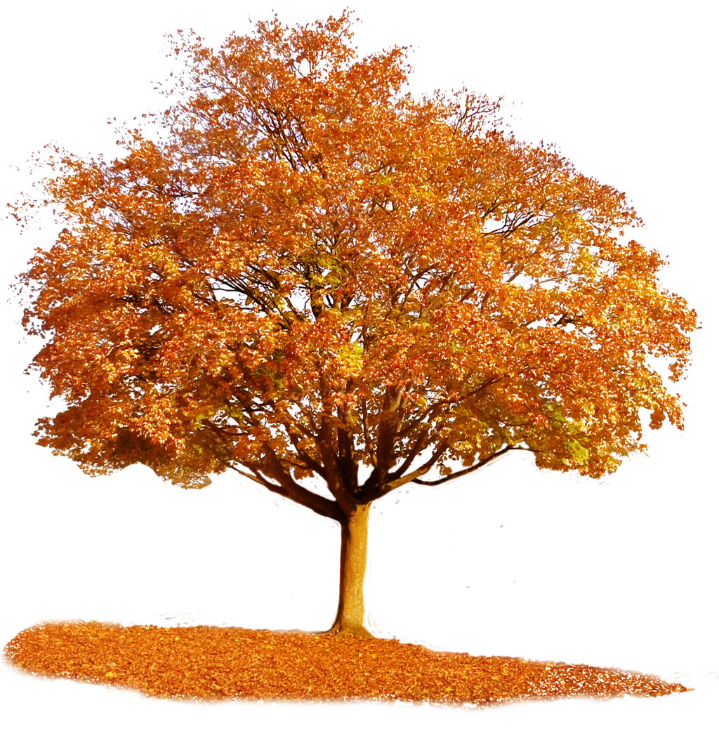 Autumn Tree Wallpaper, Natural Autumn Tree, 1024x1058, 13069