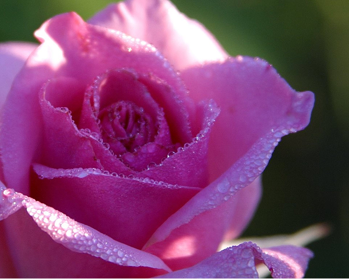 Purple Rose Wallpapers, Stunning Purple Rose, 1202x962, #14177
