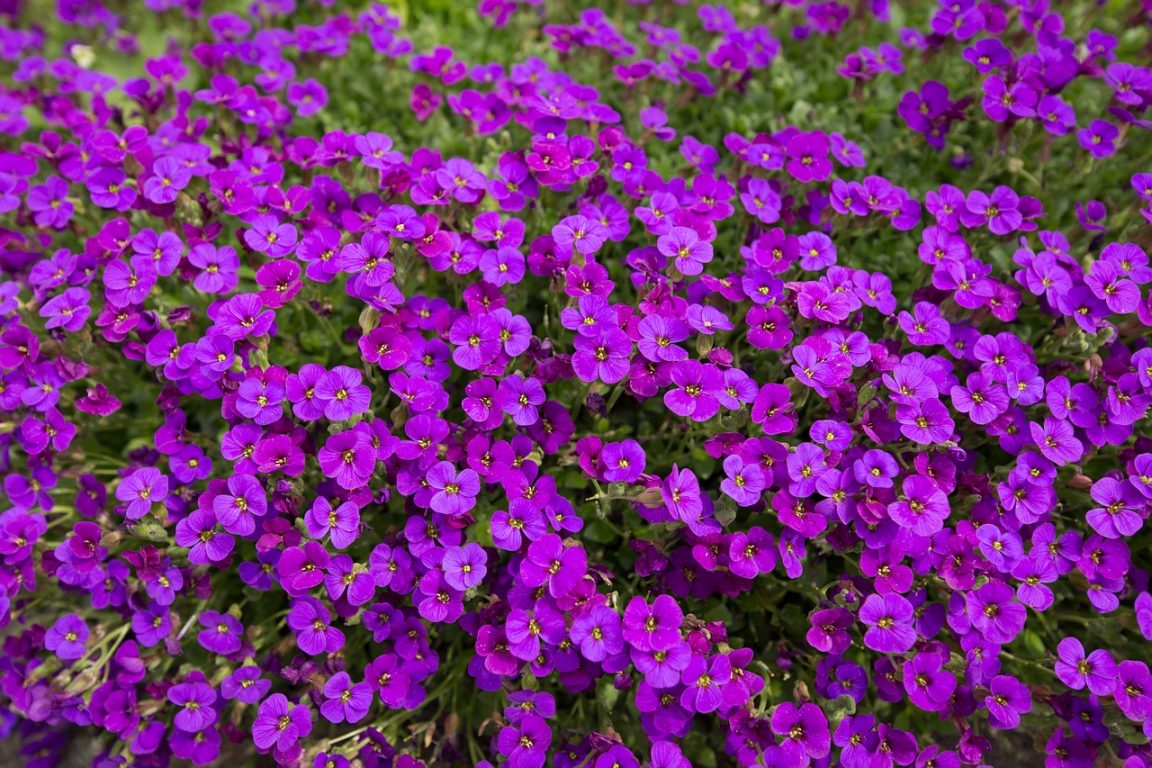 Violet Flower Photo, Widescreen Violet Flower, 1280x853, #19249