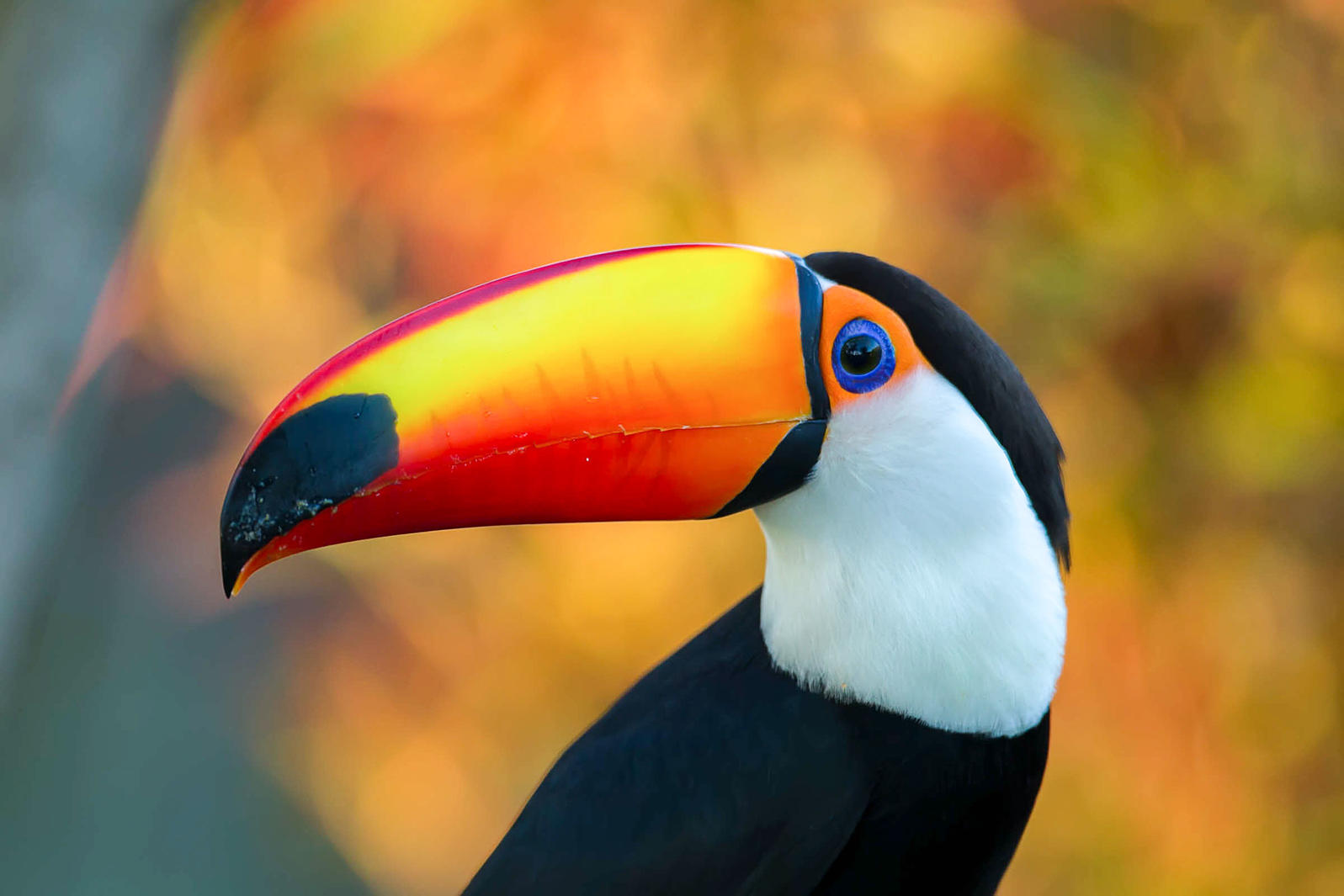 巨嘴鸟动物摄影图高清摄影大图-千库网