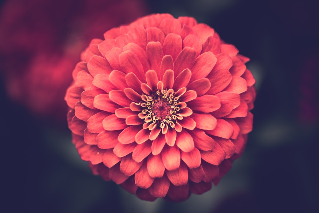 Red Flower Background, Widescreen Red Flower, 1050x701, #25711