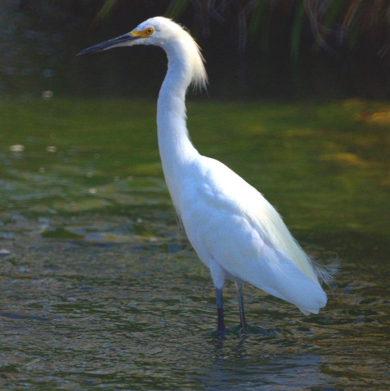 white-heron-image-beautiful-white-heron-1200x1205-29146