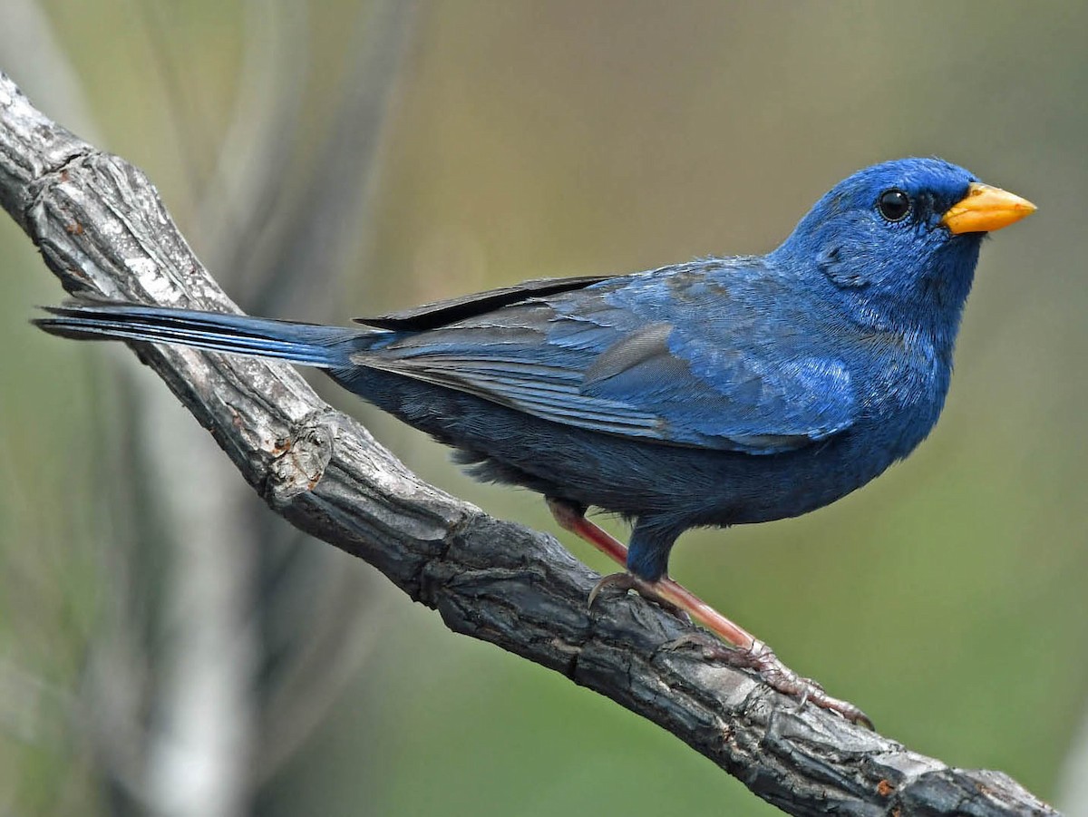 Weird-Haired Blue Finch - wide 7