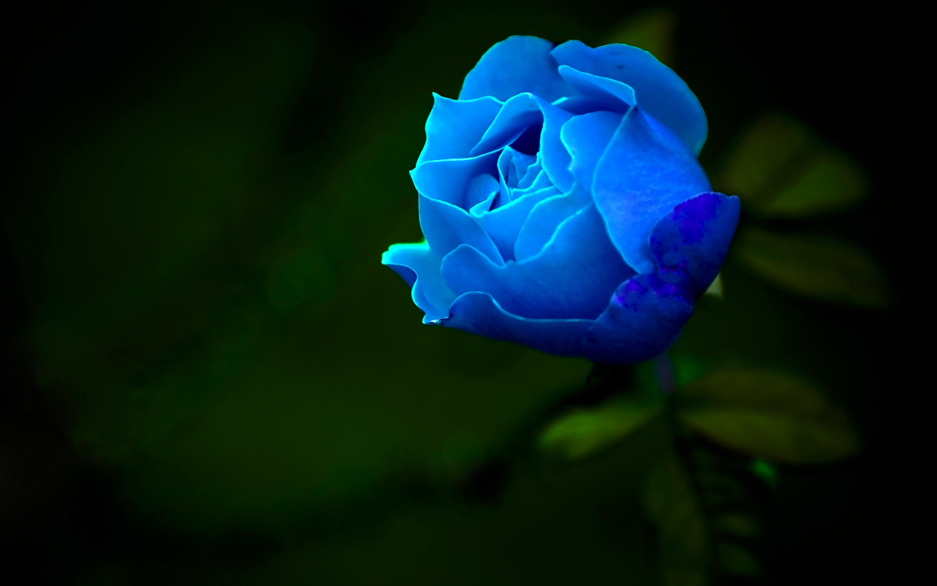 Blue Rose Photo, Natural Blue Rose, 1920x1200, #6610